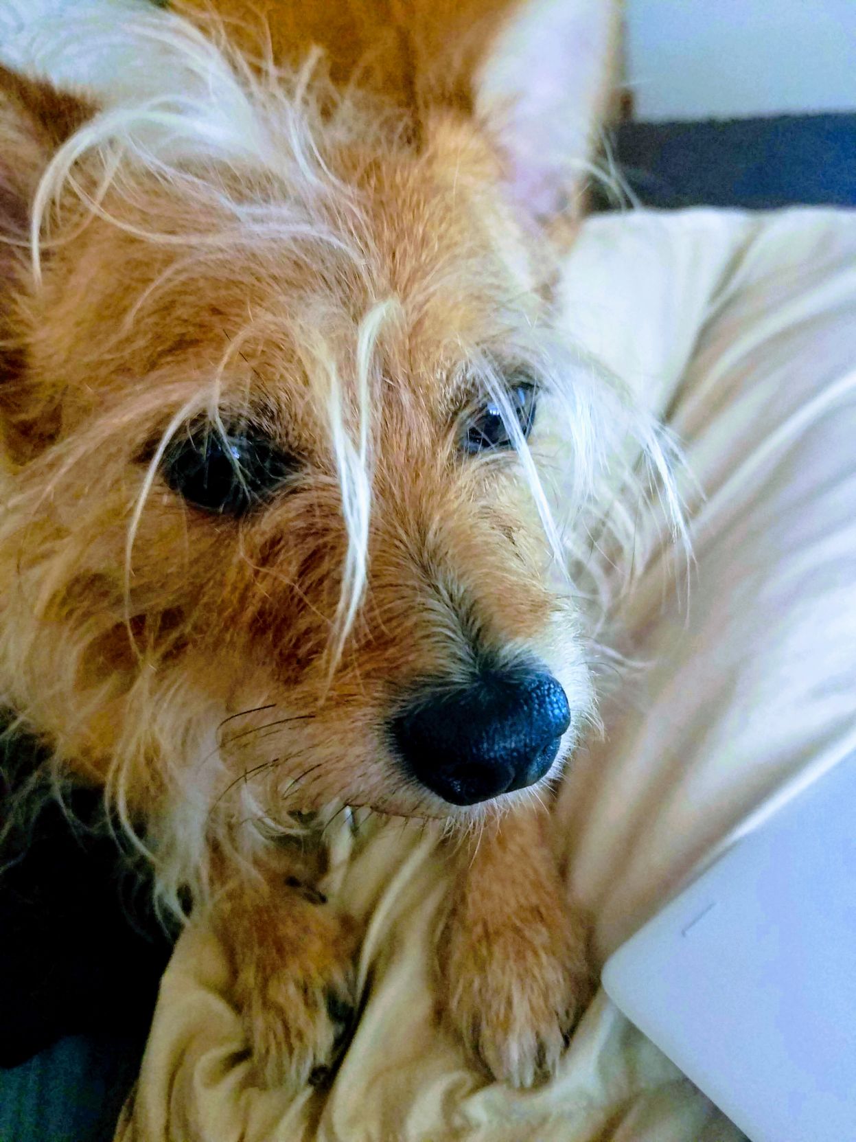 Spike